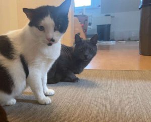MAM&GREY_01.08.2018