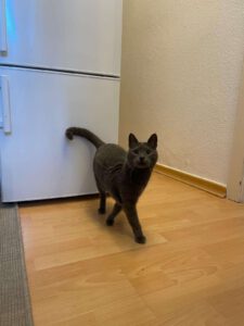 MAM&GREY_01.08.2018