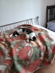 TOTI_01.06.2024