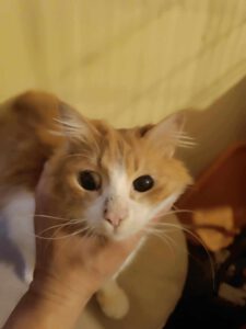 BJELLA_2022