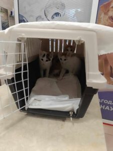 D_Kitten_10.04.2025