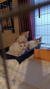 D_Kitten_10.04.2025