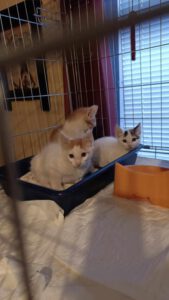 D_Kitten_10.04.2025