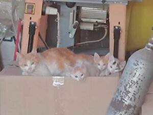 D_Kitten_10.04.2025