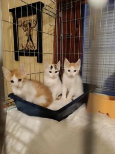 D_Kitten_10.04.2025