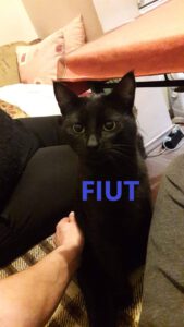 FIUT_10.2018