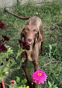 Dobby_Jul23_1