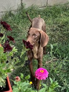 Dobby_Jul23_2