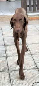 Dobby_Jul23_4