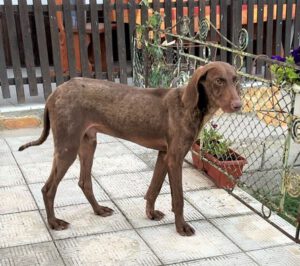 Dobby_Jul23_5