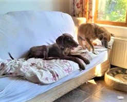 Dobby_Jul23_6