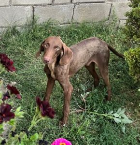 Dobby_Jul23_8