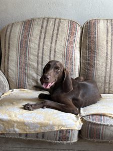 Dobby_Jul23_9