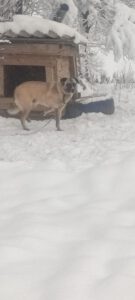 Dodo_mär21_10