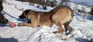 Dodo_mär21_15
