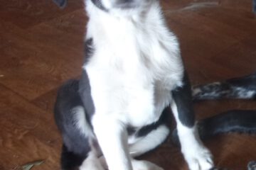Dolf_Jan22_20