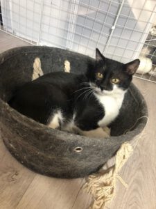 SCHNIPSEL