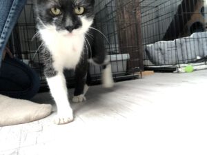 SCHNIPSEL