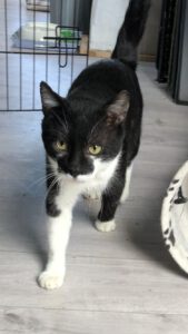 SCHNIPSEL