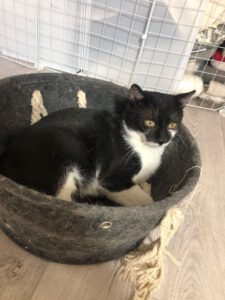 SCHNIPSEL