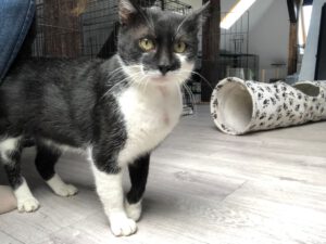 SCHNIPSEL