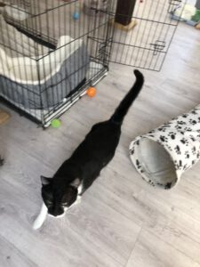 SCHNIPSEL