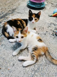 KASIOPAIA& KAAIRA_01.05.2025