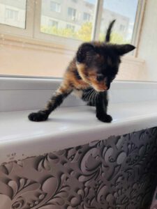 ASHIKA_10.06.2025