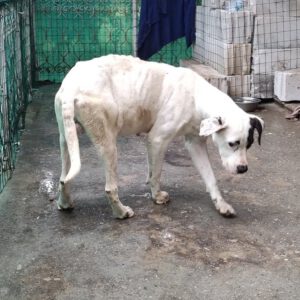 dogy_Jul16_1