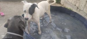 dogy_Jul16_13