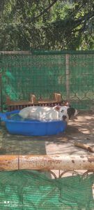 dogy_Jul16_16