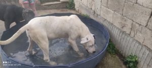 dogy_Jul16_17