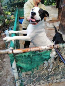 dogy_Jul16_22