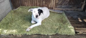 dogy_Jul16_26