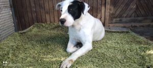dogy_Jul16_29