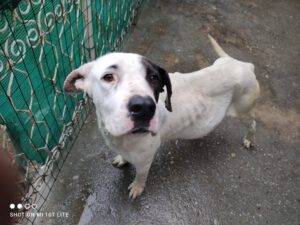 dogy_Jul16_3