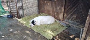 dogy_Jul16_30