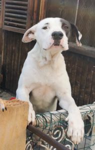 dogy_Jul16_9