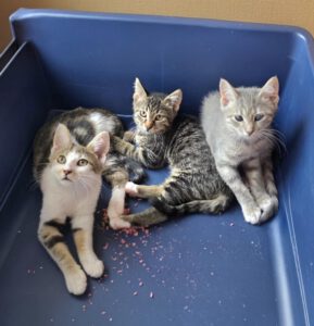 DOROTHEE, DOMINGO & DENJI