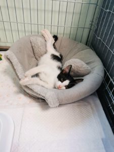 ELPIDA_25.04.2025
