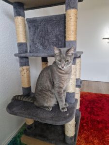 SMOKEY_12.07.2020