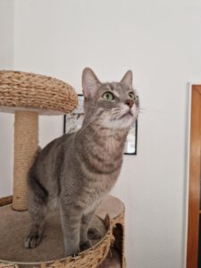 SMOKEY_12.07.2020