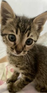 ANDI_10.04.2025