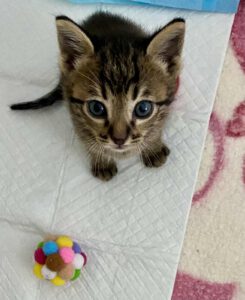 ANDI_10.04.2025