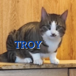Troy_03.04.2022