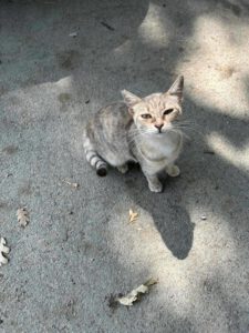 ENEVKA_07.2024