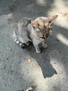 ENEVKA_07.2024