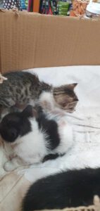 V_Kitten_12.05.2025