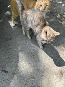 ENEVKA_07.2024