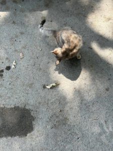 ENEVKA_07.2024